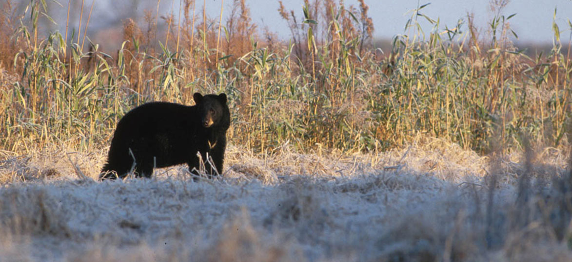 Black-bear