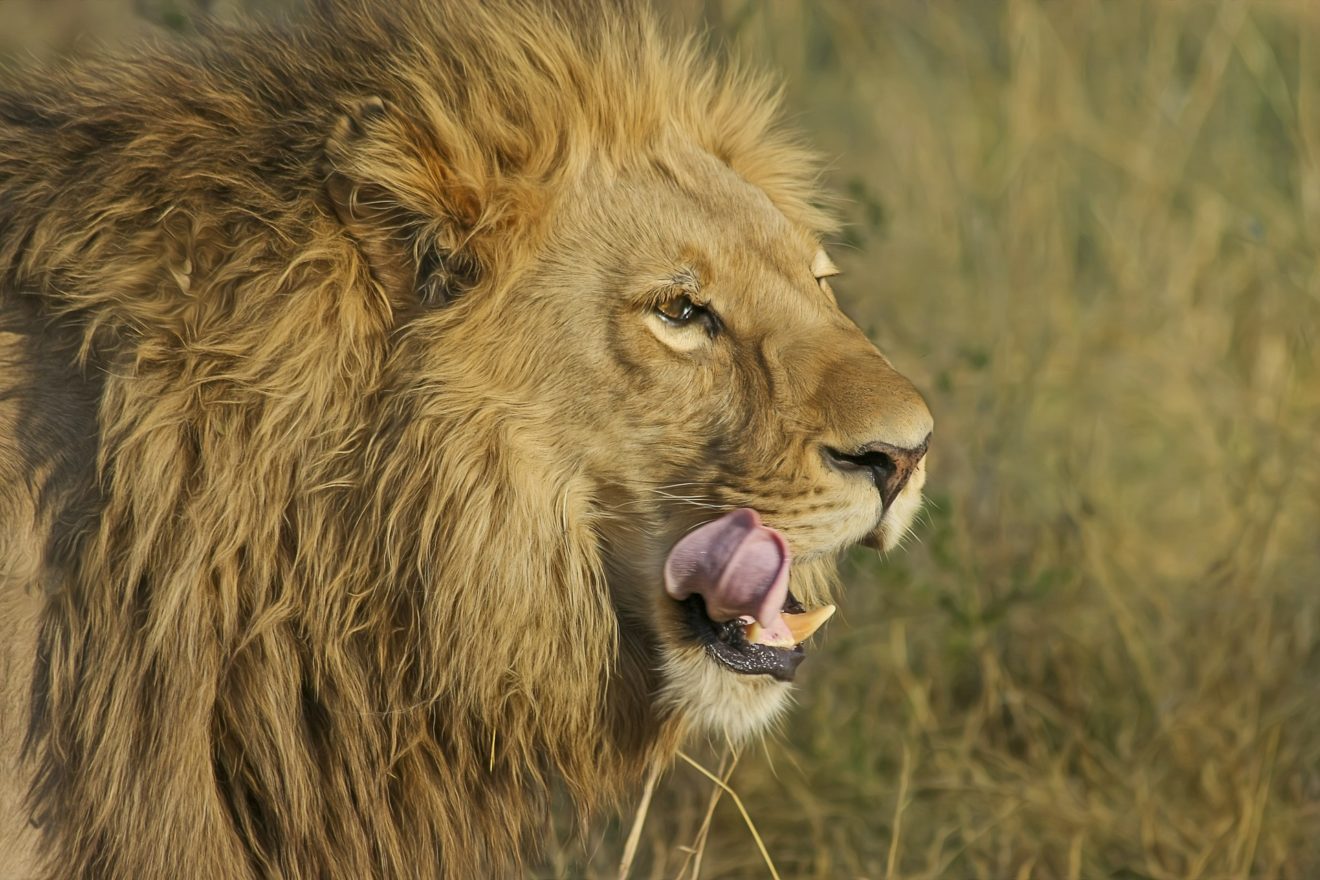 cecil act